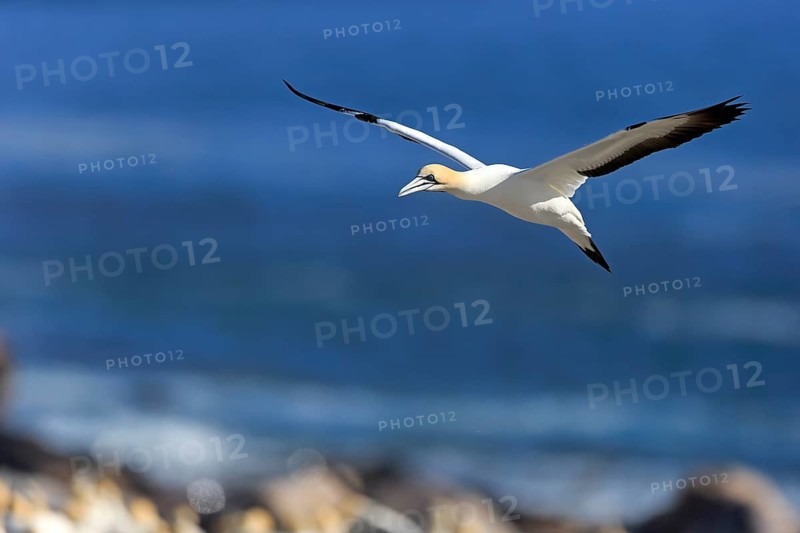 Cape Gannet (Morus capensis)