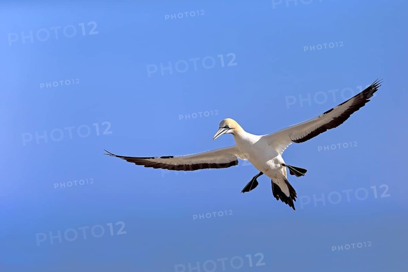 Cape Gannet (Morus capensis)