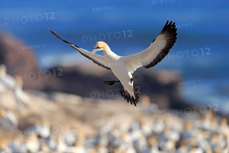 Cape Gannet (Morus capensis)