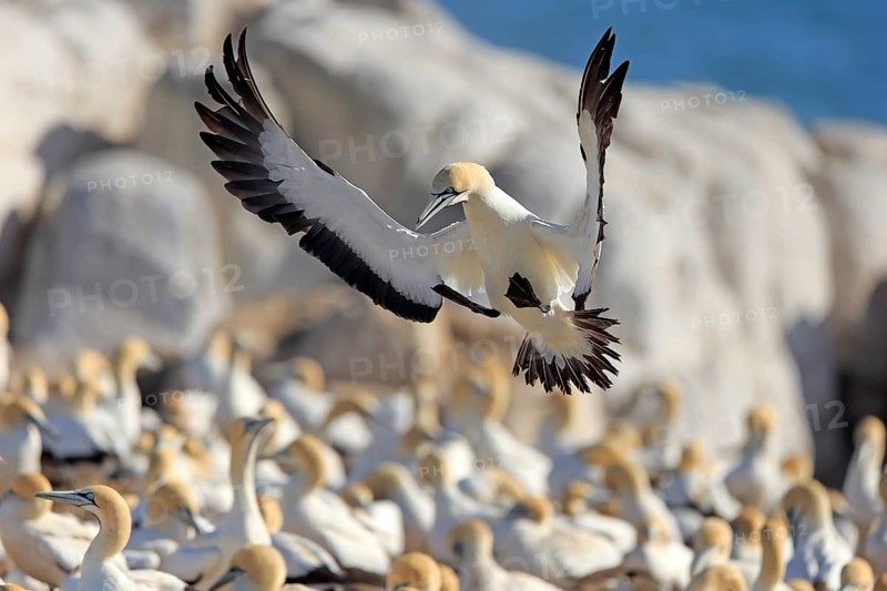 Cape Gannet (Morus capensis)