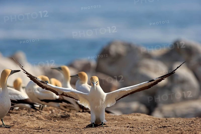 Cape Gannet (Morus capensis)