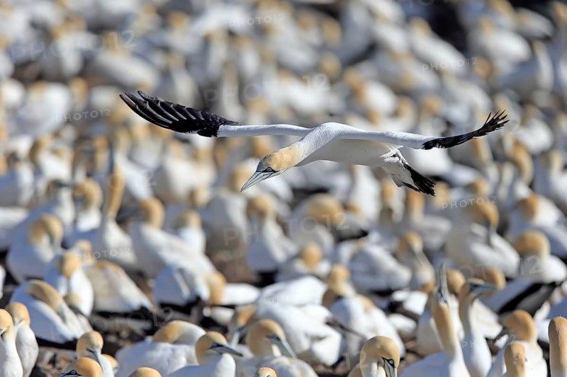 Cape Gannet (Morus capensis)