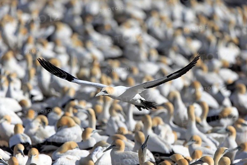 Cape Gannet (Morus capensis)