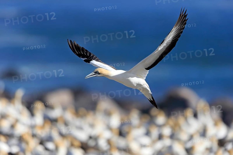 Cape Gannet (Morus capensis)