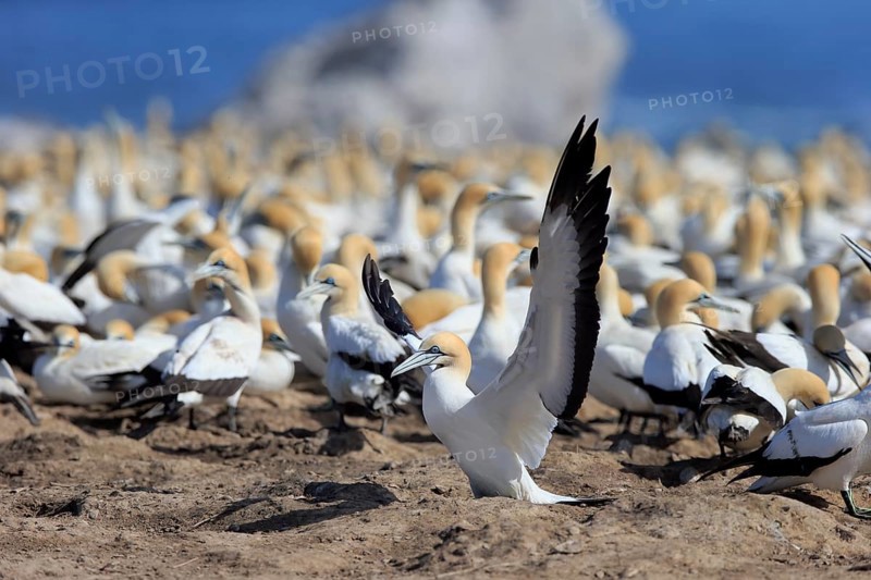 Cape Gannet (Morus capensis)