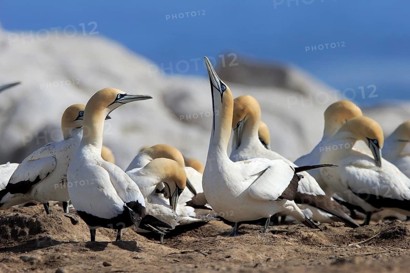 Cape Gannet (Morus capensis)