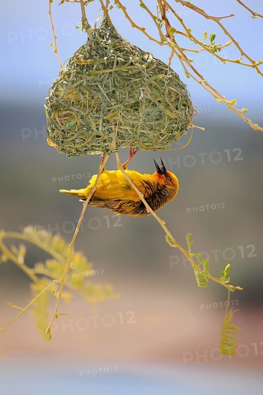 Cape Weaver (Ploceus capensis)