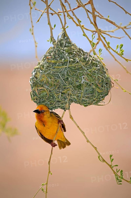 Cape Weaver (Ploceus capensis)