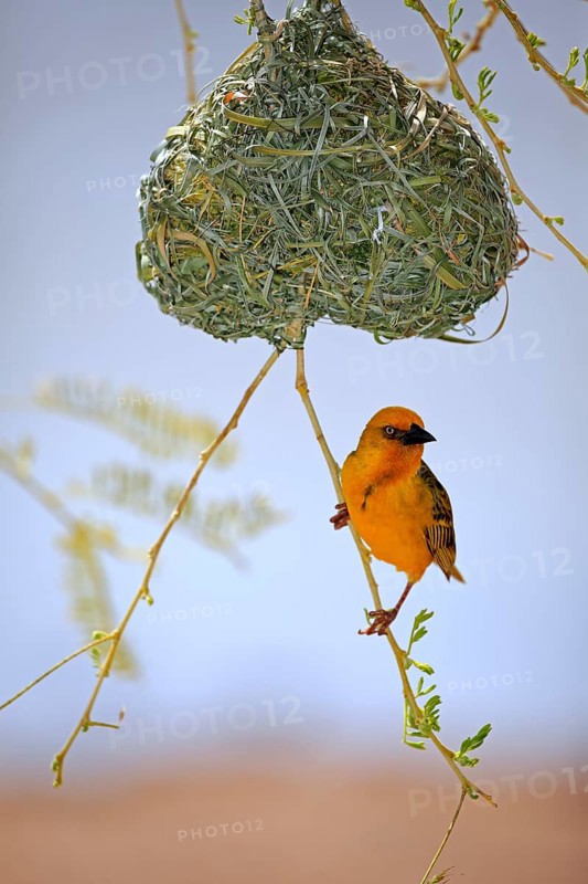 Cape Weaver (Ploceus capensis)
