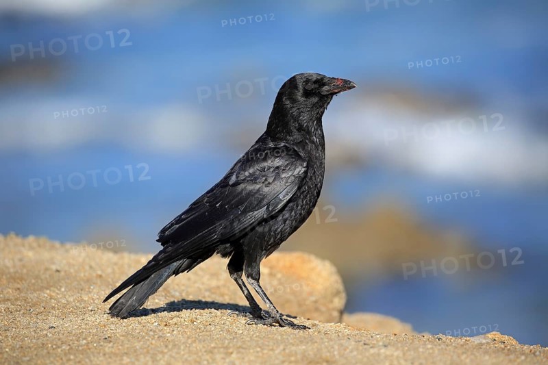 American Crow (Corvus brachyrhynchos)