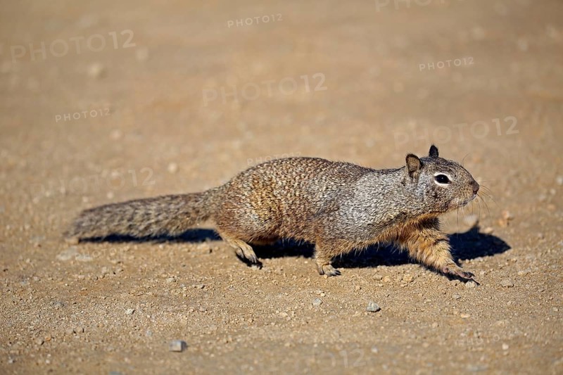 California ground squirrel (Citellus beecheyi)