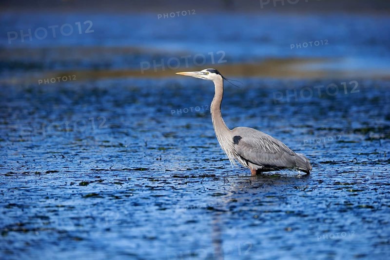 Great blue heron (Ardea herodias)