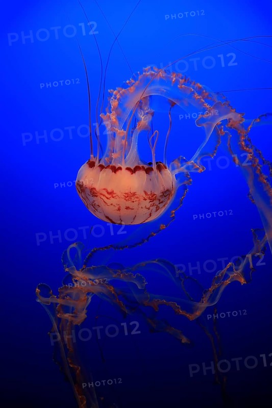 Purple-striped Jellyfish (Chrysaora colorata)