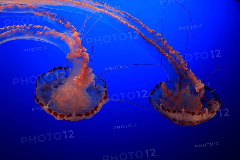 Purple-striped jellyfishes (Chrysaora colorata)