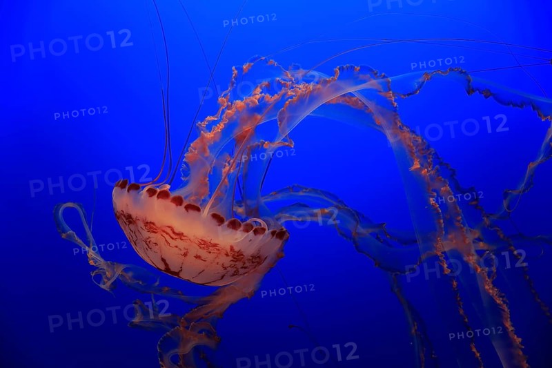 Purple-striped Jellyfish (Chrysaora colorata)