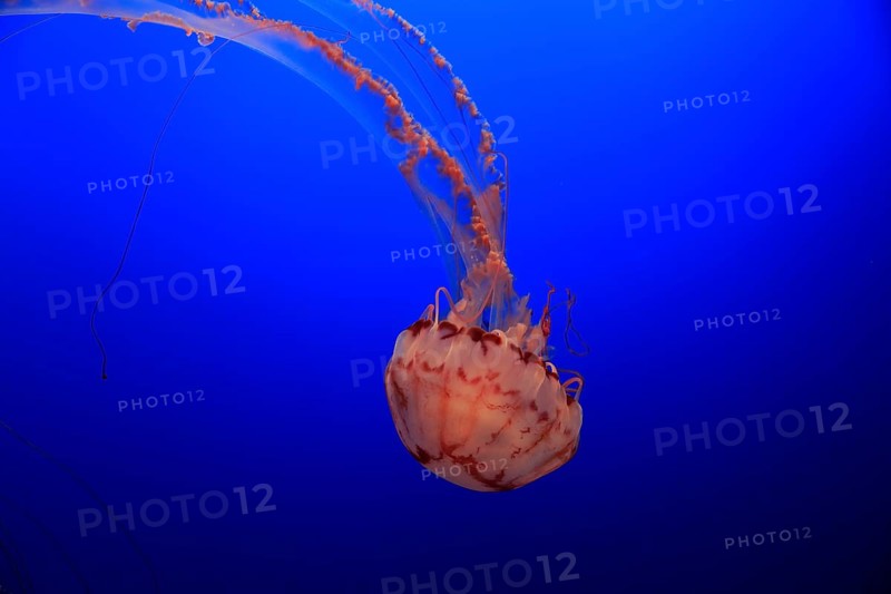 Purple-striped Jellyfish (Chrysaora colorata)