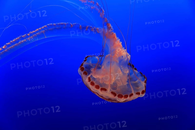 Purple-striped Jellyfish (Chrysaora colorata)