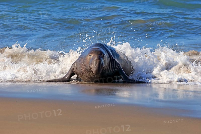 Northern Elephant Seal (Mirounga angustirostris)