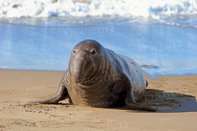 Northern Elephant Seal (Mirounga angustirostris)