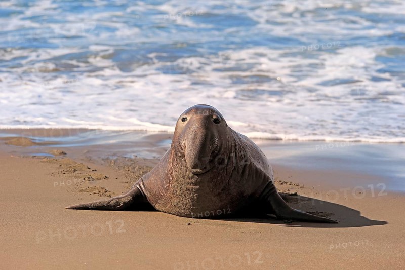 Northern Elephant Seal (Mirounga angustirostris)