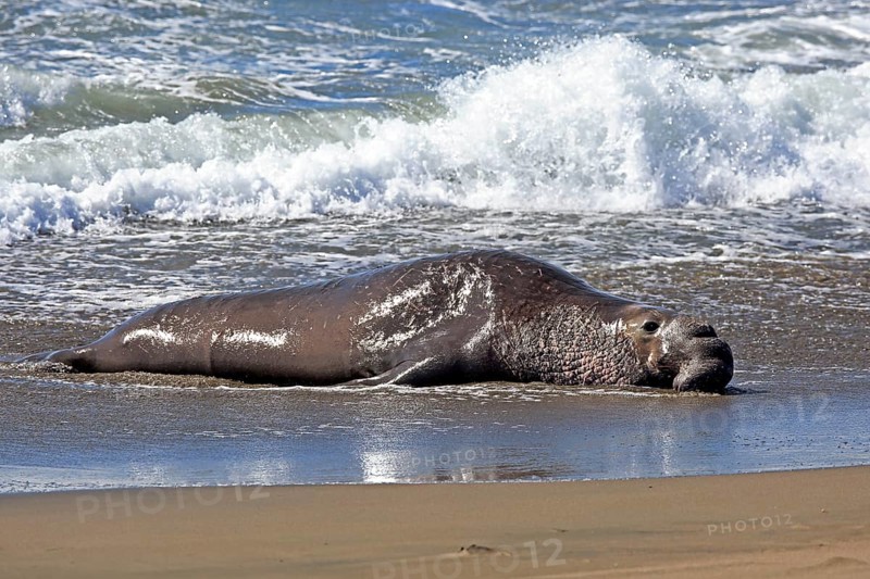 Northern Elephant Seal (Mirounga angustirostris)
