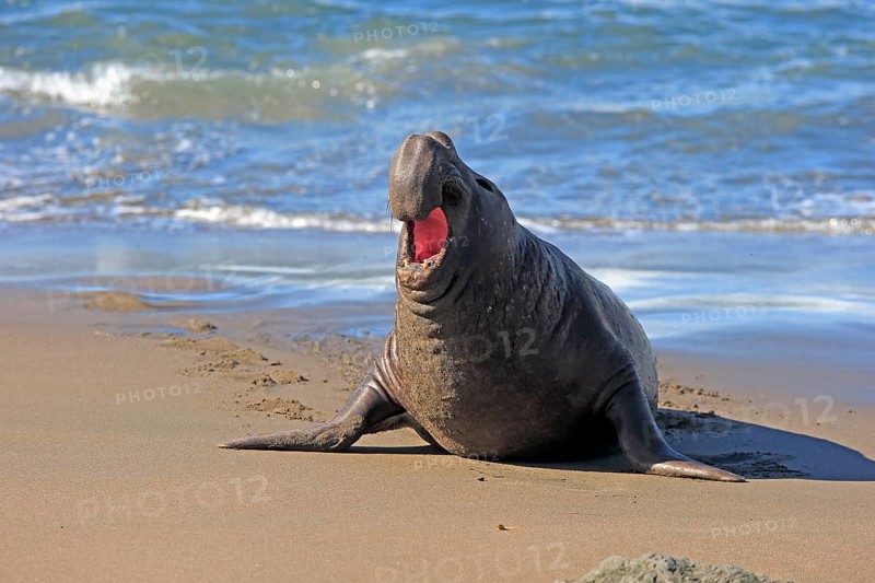 Northern Elephant Seal (Mirounga angustirostris)