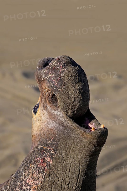 Northern Elephant Seal (Mirounga angustirostris)