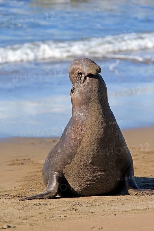 Northern Elephant Seal (Mirounga angustirostris)