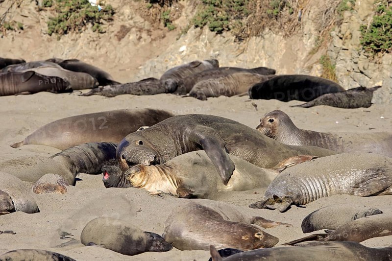 Northern Elephant Seals (Mirounga angustirostris)