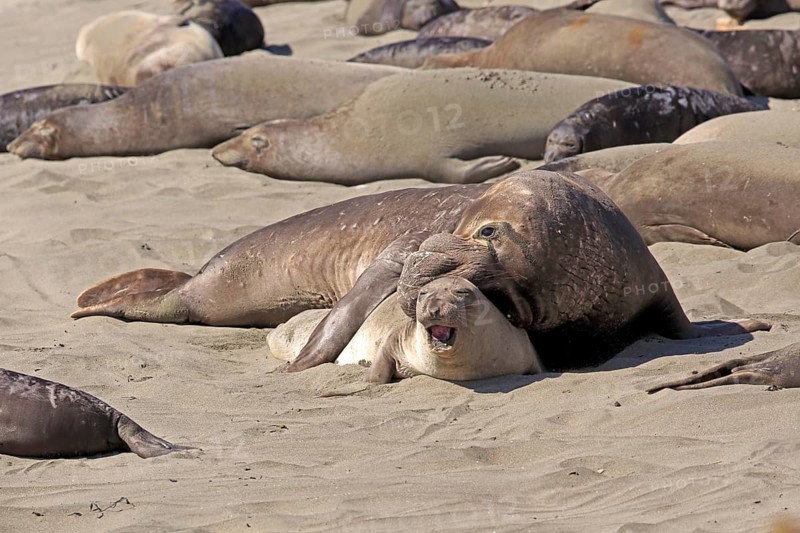 Northern Elephant Seals (Mirounga angustirostris)
