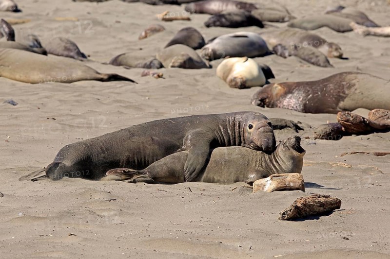 Northern Elephant Seals (Mirounga angustirostris)