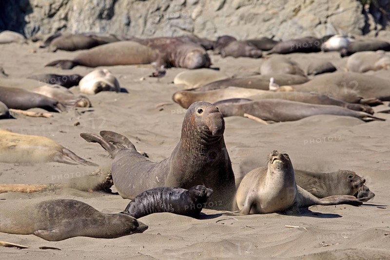 Northern Elephant Seals (Mirounga angustirostris)