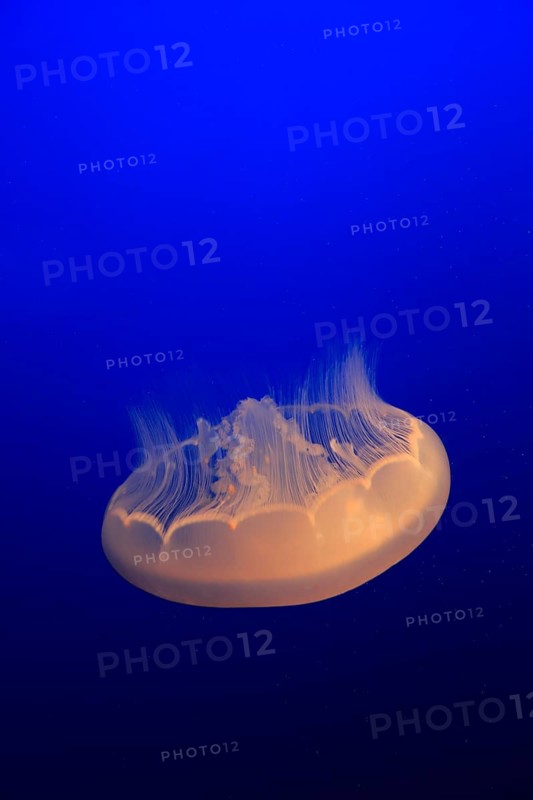 Common jellyfish (Aurelia labiata)