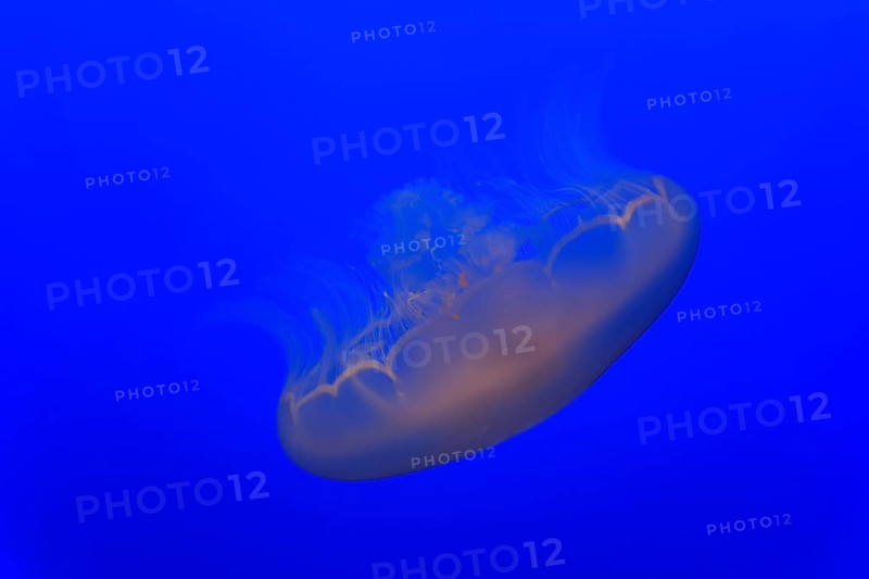 Common jellyfish (Aurelia labiata)