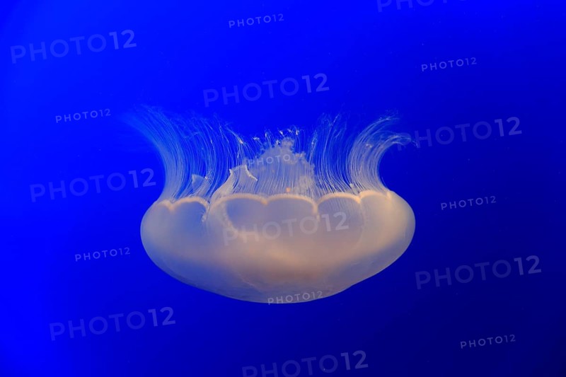 Common jellyfish (Aurelia labiata)