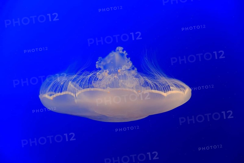 Common jellyfish (Aurelia labiata)
