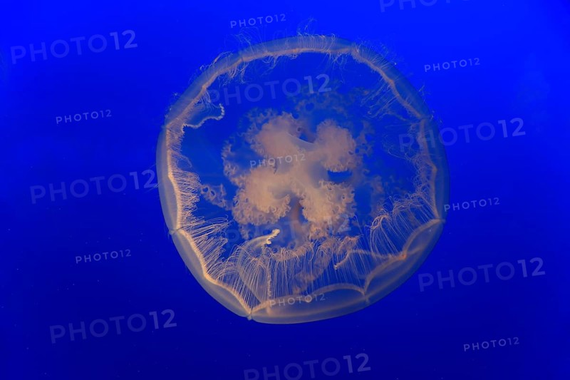 Common jellyfish (Aurelia labiata)