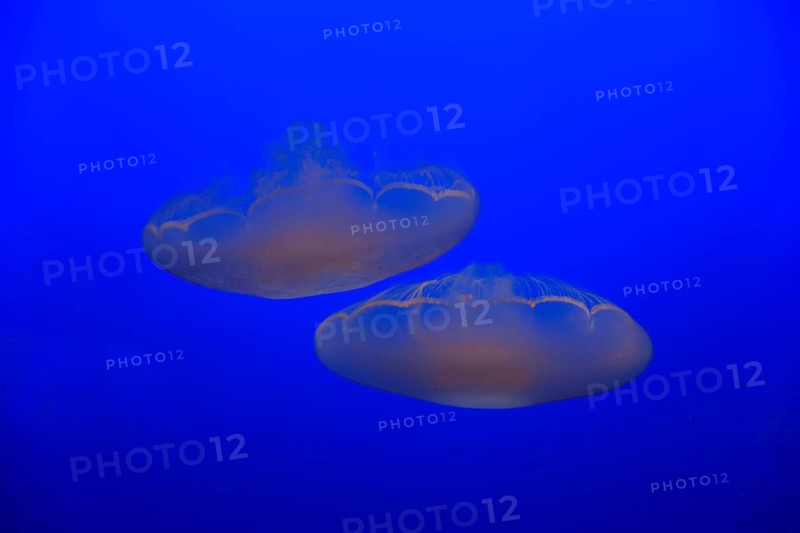 Common jellyfish (Aurelia labiata)