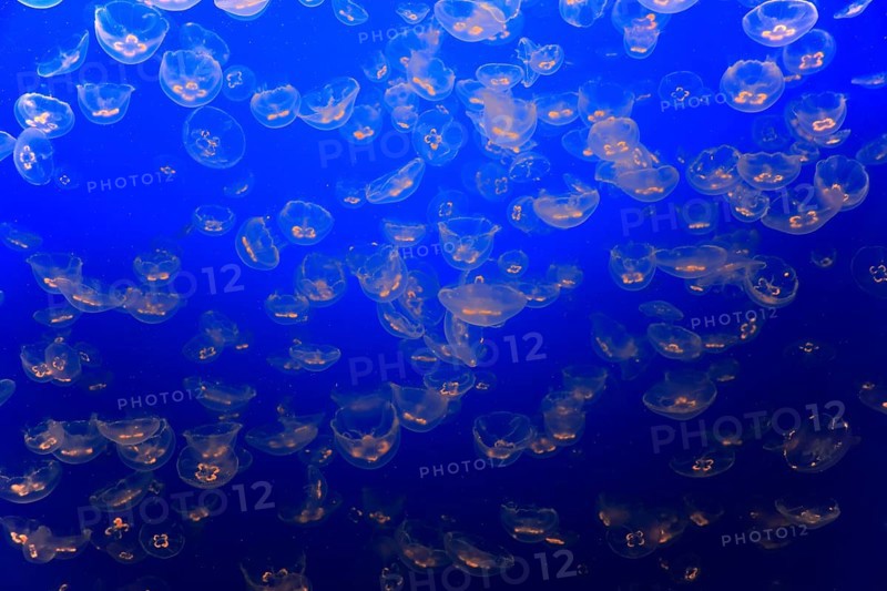 Swarm of Common jellyfish (Aurelia labiata)