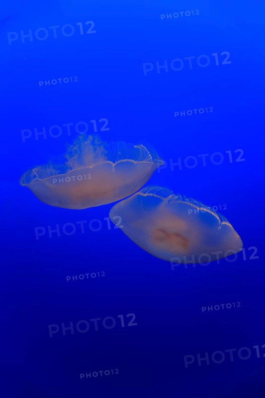 Common jellyfish (Aurelia labiata)