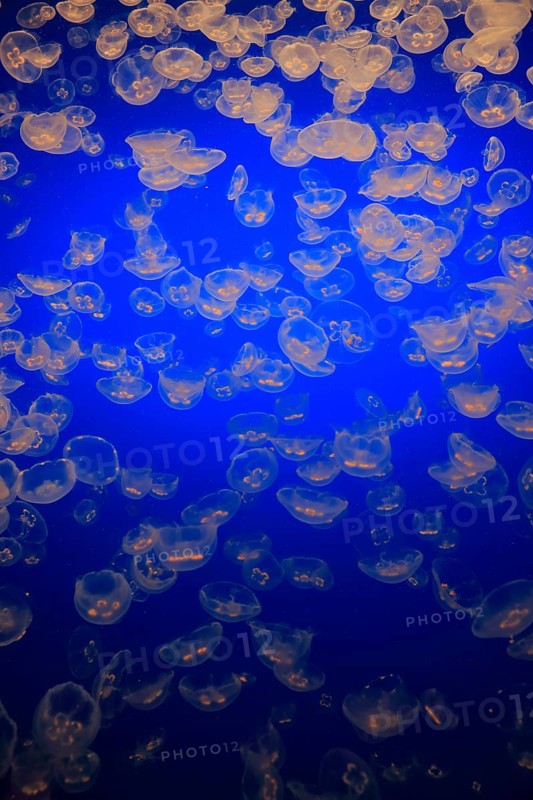 Swarm of Common jellyfish (Aurelia labiata)
