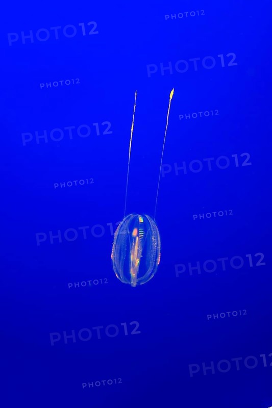 Pazific Sea gooseberry (Pleurobrachia bachei) in water