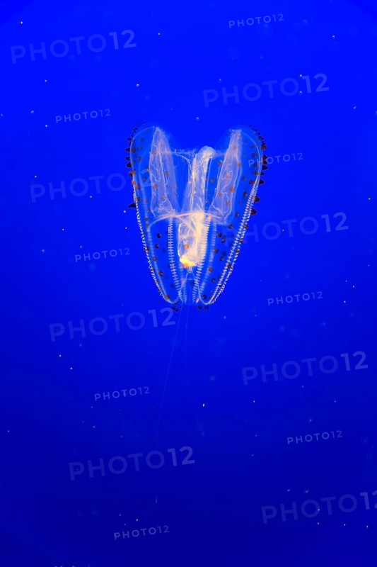 Orange-tipped sea gooseberry (Leucothea pulchra)
