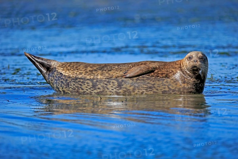 Harbor seal (Phoca vitulina)