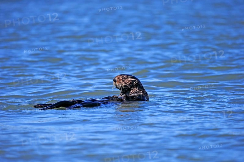 North American river otter (Lontra canadensis)