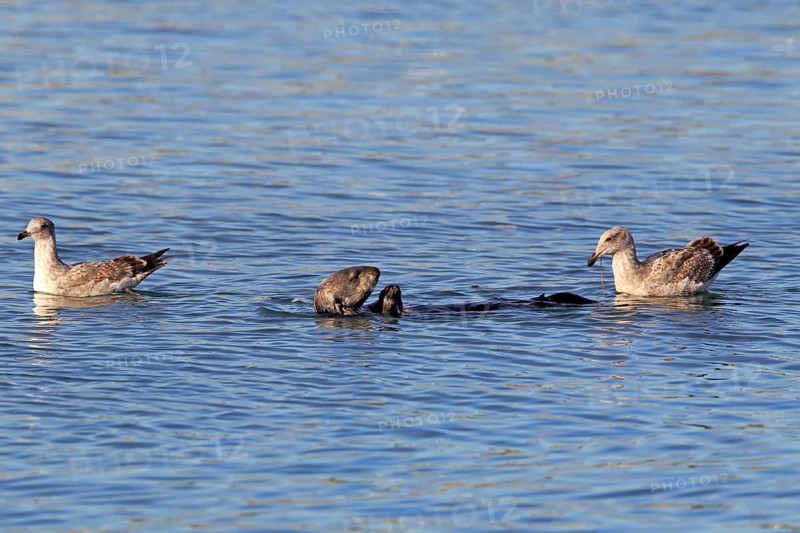 North American river otter (Lontra canadensis)