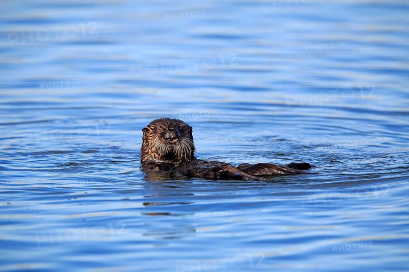 North American river otter (Lontra canadensis)
