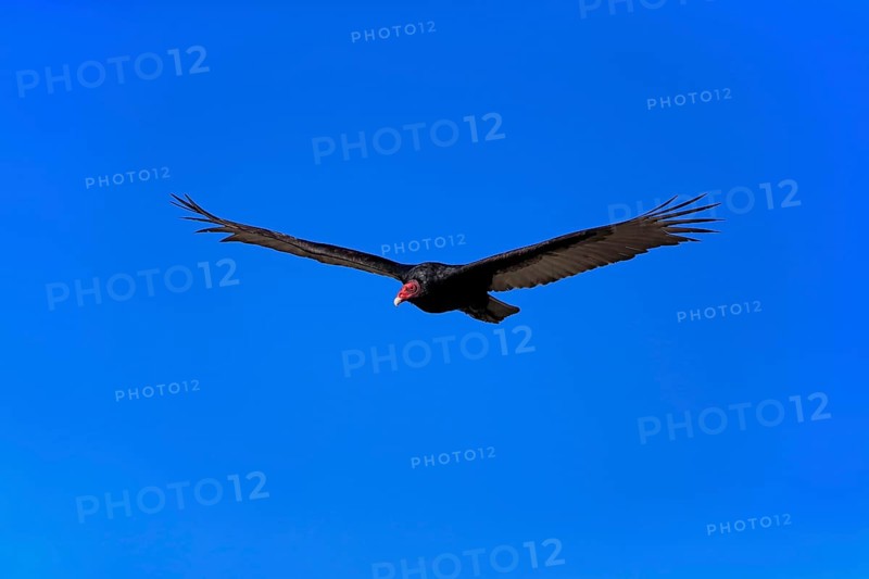 Turkey vulture (Cathartes aura)