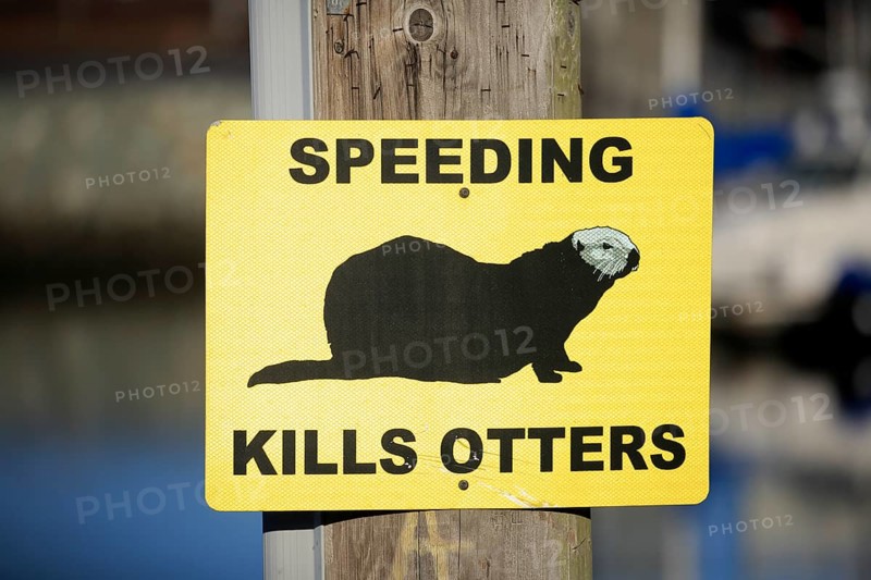 Traffic sign Caution Sea Otter
