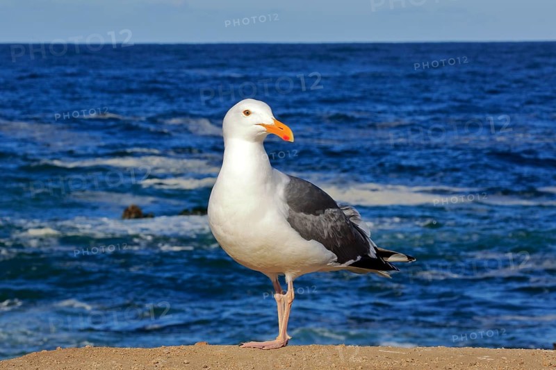Western Gull (Larus occidentalis)